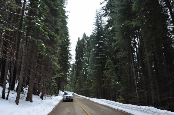 Estrada na parte alta do Sequoia National Park,  na Califórnia - EUA